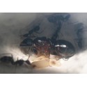 Colonia de Camponotus barbaricus