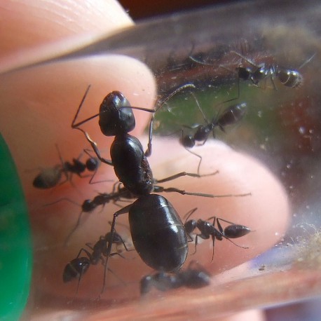 Colonia de Camponotus micans (hormiga plateada)