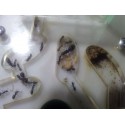 Colonia de Camponotus micans (hormiga plateada)