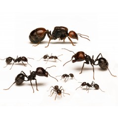 Colonie de fourmis Messor barbarus (Idéale pour les débutants) Anthouse Fourmis gratuites