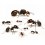 Colonie de fourmis Messor barbarus (Idéale pour les débutants)