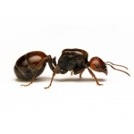 Hormiga Reina de Messor barbarus Anthouse  Hormigas Gratis