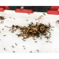 Langostas Schistocerca (5-15mm) Home 2