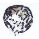 Camponotus cruentatus- Kolonie Gratis- Ameisen Anthouse