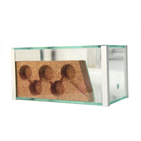 AntHouse-Cork-Glass 20x10x10 Cork Anthouse