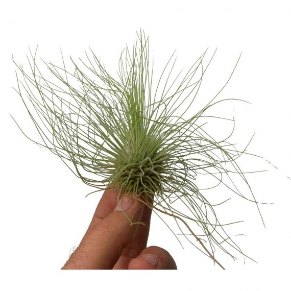 Tillandsia fuchsii f. gracilis  Accueil