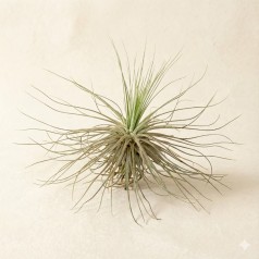 Tillandsia magnusiana  Inicio