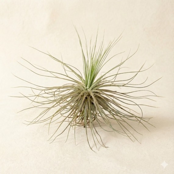 Tillandsia magnusiana  Categorías