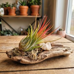 Tillandsia scaposa  Accueil