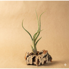 Tillandsia pseudobaileyi  Inicio