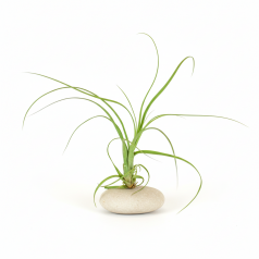 Tillandsia Balbisiana  Inicio