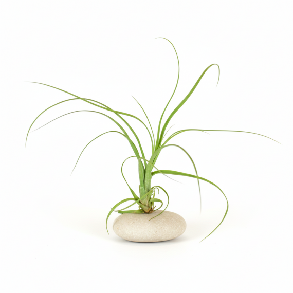 Tillandsia Balbisiana  Inicio