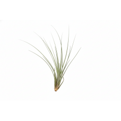 Tillandsia Juncea  Accueil