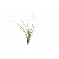 Tillandsia Juncea  Inicio
