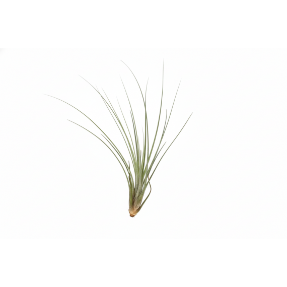 Tillandsia Juncea  Accueil