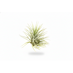 Tillandsia Ionantha green  Inicio