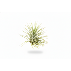 Tillandsia Ionantha green Home