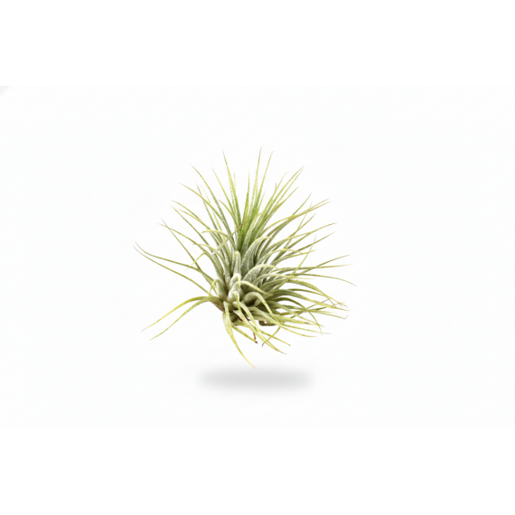 Tillandsia Ionantha green  Accueil