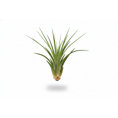 Tillandsia Melanocrater green Home