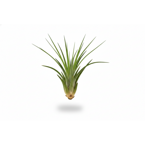Tillandsia Melanocrater green  Inicio