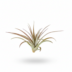 Tillandsia Multiflora red Home