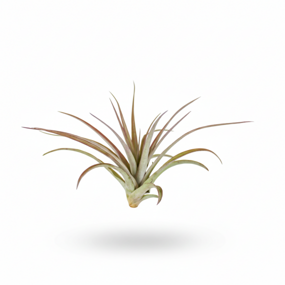 Tillandsia Multiflora red  Inicio