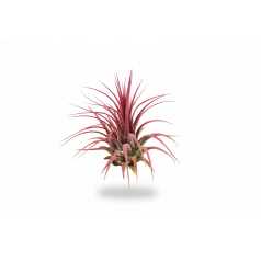 Tillandsia Ionantha red  Categorías