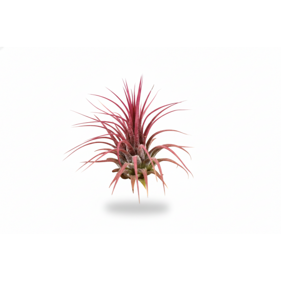 Tillandsia Ionantha red  Inicio