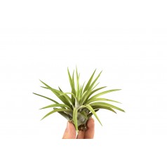 Tillandsia Abdita  Inicio