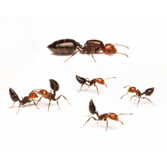 Colonia de Crematogaster scutellaris   Hormigas Gratis