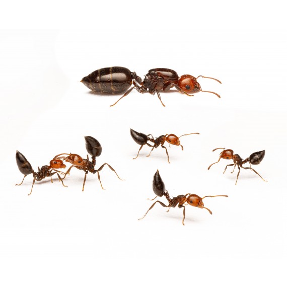 Colonia de Crematogaster scutellaris  Formiche gratuite