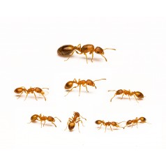 Temnothorax Unifasciatus Anthouse Fourmis gratuites