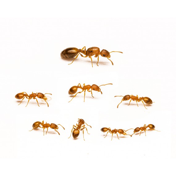 Temnothorax Unifasciatus Anthouse Formigues gratuïtes