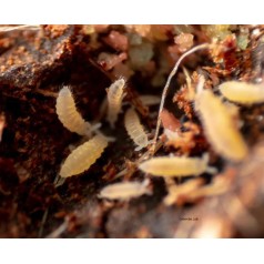 Colembolos Ceratophycella Isabellae "Sunflowers" 250cc  Accueil