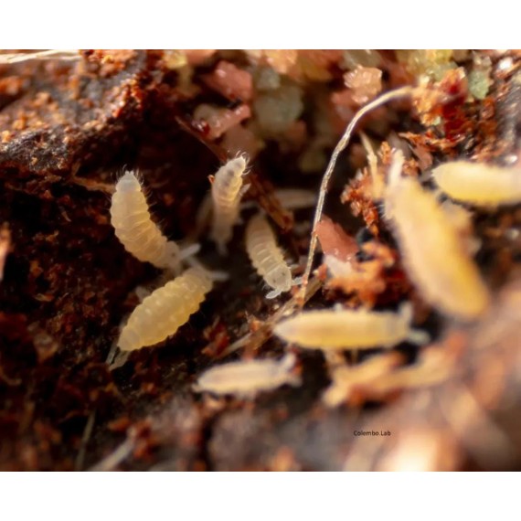 Colembolos Ceratophycella Isabellae "Sunflowers" 250cc  Inicio