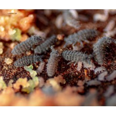 Colembolos Ceratophycella Isabellae "Clasico" 250cc  Accueil
