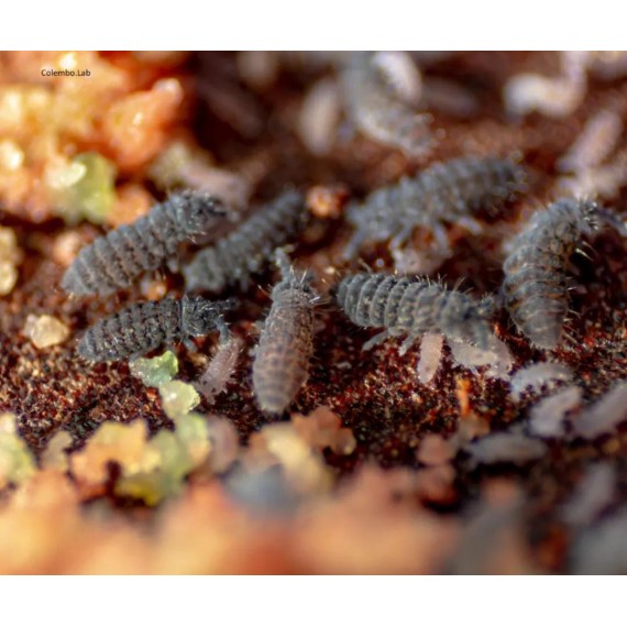 Colembolos Ceratophycella Isabellae "Clasico" 100cc  Categorías
