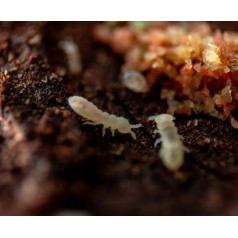 Colembolos Onychiuridae sp "Snowflakes" 150cc Home