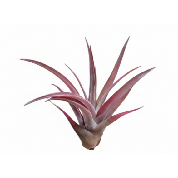 Tillandsia Capitata Peach Red  Inicio