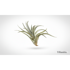 Tillandsia Harrisii  Inicio