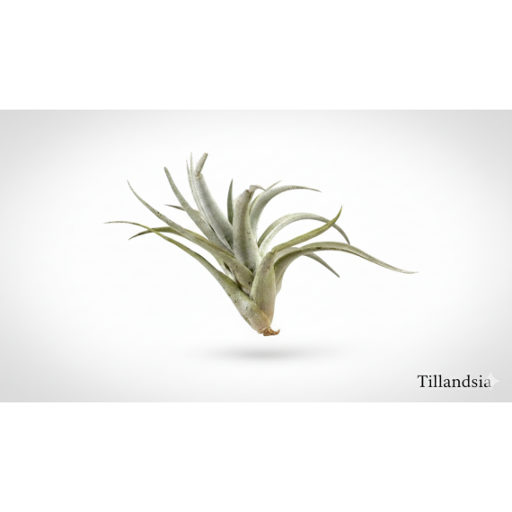 Tillandsia Harrisii  Accueil