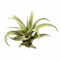 Tillandsia Capitata Peach Green  Categorías