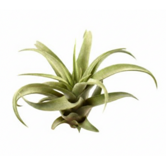 Tillandsia Capitata Peach Green Home
