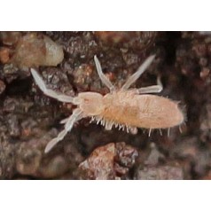 Cultivo Colémbolos (Tropical Pink)500cc  Inicio