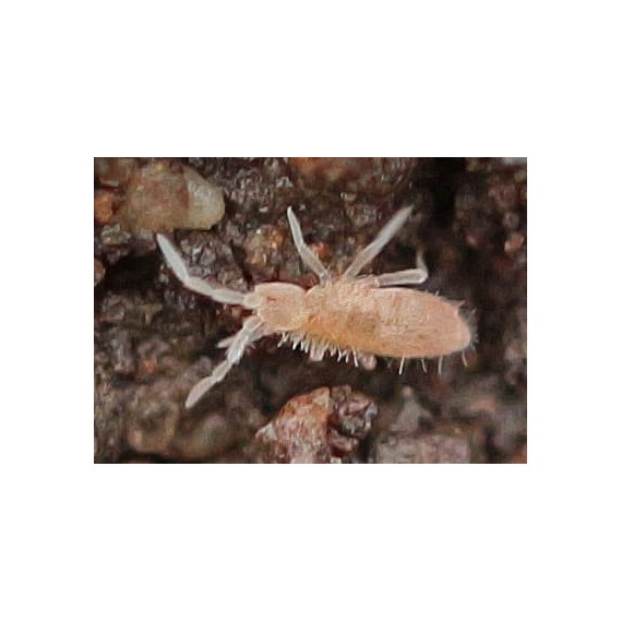 Cultivo Colémbolos (Tropical Pink)500cc  Accueil