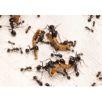 Mealworms (Living food) Food Anthouse