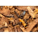 Tenebri molitor (Aliment Viu) Anthouse Menjar