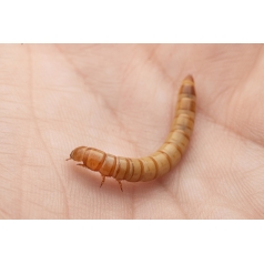 Tenebri molitor (Aliment Viu) Anthouse Menjar 2