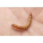 Mealworms (Living food) Food Anthouse