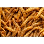 Mealworms (Living food) Food Anthouse
